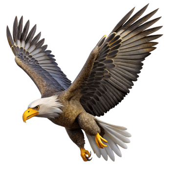 impressive artistic Majestic Bald Eagle in Flight Transparent high resolution png