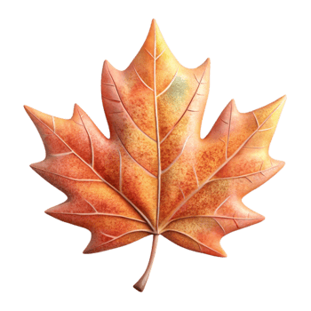 stunning modern Maple Leaf Autumn Colors Close Up Transparent Background authentic png