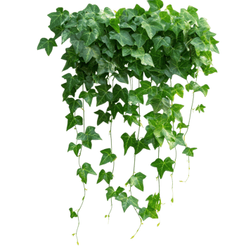 Vibrant hanging ivy plant bush with lush foliage isolated against a transparent background, hanging ivy plant bush foliage isolated on transparent background png