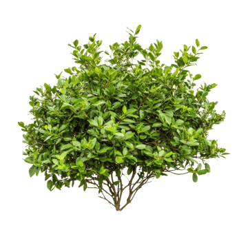 Lush green bush with dense foliage and prominent structure on a clean transparent background, bush on transparent background cutouts png