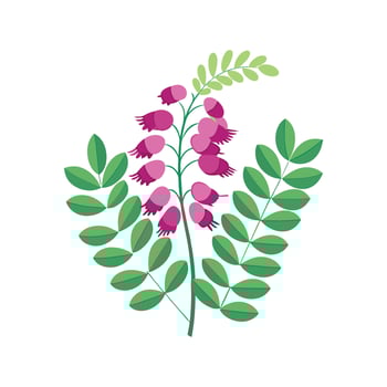 Elegant Indigofera Flower Design with Bright Colors vector