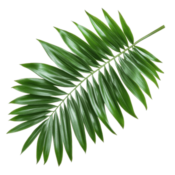 Vibrant green palm tree leaf isolated on a bright transparent background showcasing natural beauty and tropical appeal, Green leaf of palm tree on transparent backgroundfile png