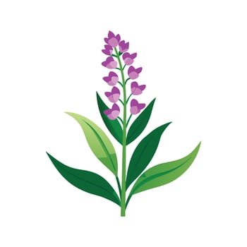 Elegant Obedient Plant for Stunning Floral Art vector