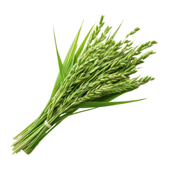 Freshly harvested paddy ears arranged artistically on a bright transparent background to highlight their vibrant green color, Fresh paddy on a transparent background png
