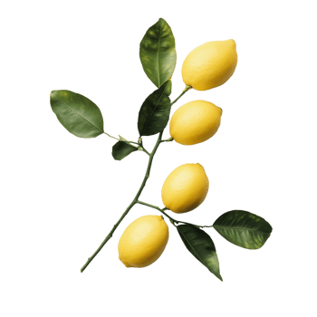 Fresh lemons and green leaves arranged on a transparent background for a vibrant natural look, Branch with Fresh Lemons on transparent background png