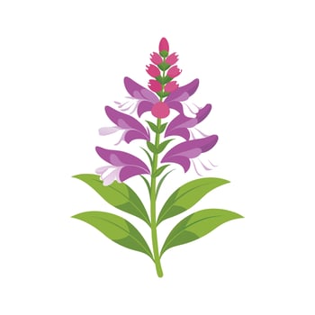 Charming Physostegia for Unique Floral Illustrations vector