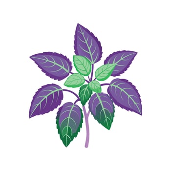 Vibrant Plectranthus for Stunning Floral Art vector