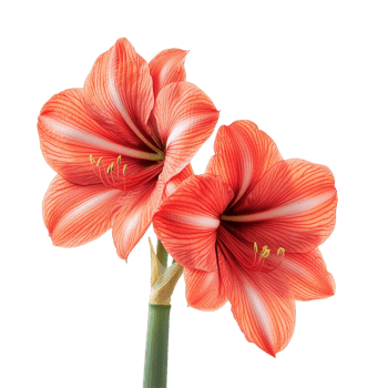 Beautiful amaryllis flowers with vibrant red petals on a simple transparent background, amaryllis isolated transparent background png
