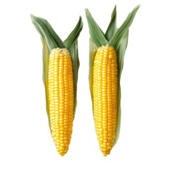 Fresh corn on the cob isolated with green husk on a transparent background showcasing vibrant yellow kernels, Corn isolated on transparent png