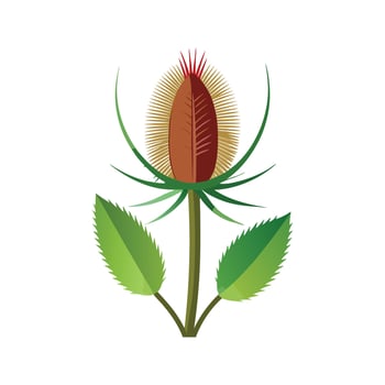 Elegant Teasel for Beautiful Floral Artwork vector