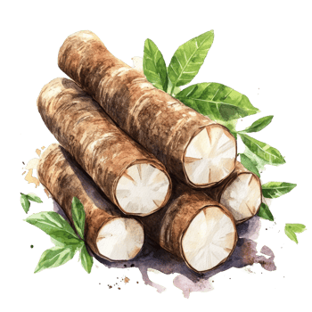 Freshly harvested cassava roots displayed against a clean transparent background in watercolor art, fresh organic cassava transparent background png