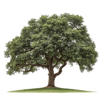 A solitary oak tree displays its lush green leaves and broad branches against a stark transparent backdrop, oak tree isolated on transparent background png