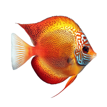 Vibrant discus fish swimming gracefully in isolation against a clean transparent background, discus fish isolated on transparent background png