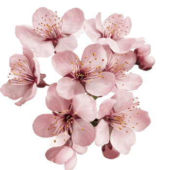 A cluster of beautiful sakura flowers blooming in springtime, symbolizing renewal and beauty in nature, Sakura flowers blooming in springtime a bunch of wild transparent png