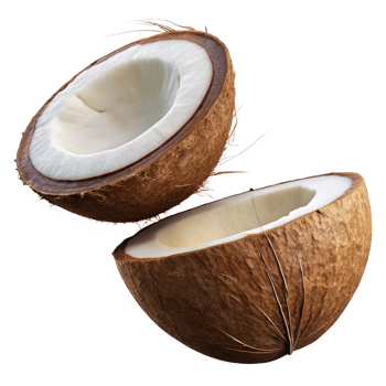 Broken coconut showing exposed creamy flesh on transparent background png