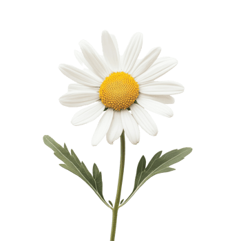 Daisy flower beautifully isolated on a transparent background showcasing its vibrant petals and yellow center, daisy flower isolated on transparent png