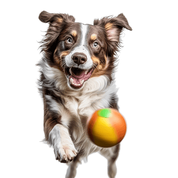 Playful dog jumps for a ball while looking at the camera against a transparent background, dog play ball in motion, look on camera, isolated transparent background png