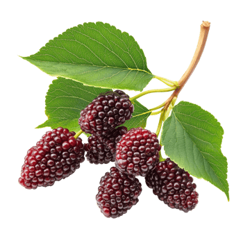 Fresh mulberries with green leaves isolated on a transparent background showcasing their vibrant color and texture, Mulberry isolated on transparent background png
