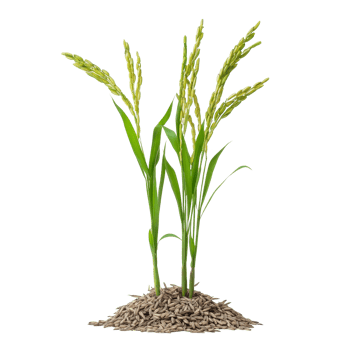 Growing rice seedlings against a transparent background showcasing the planting process and natural growth cycle, Rice seedlings plant on transparent background png
