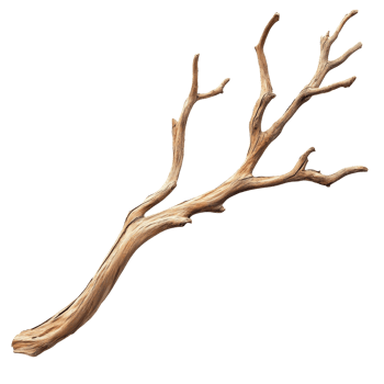 Dry wood branch with distinct branching pattern isolated against a transparent background for artistic and natural decor, Dry wood branch isolated on transparent background. Treewood branch png