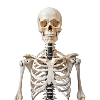 Anatomical human skeleton isolated on a transparent background for educational purposes and anatomical studies, Skeleton Isolated on transparent background png