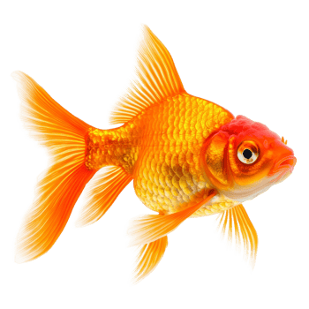 Bright orange goldfish isolated on a transparent background showcasing its vibrant colors and delicate fins in natural posture, Orange Goldfish Isolated on transparent background png