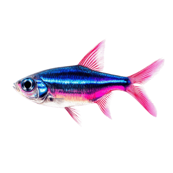 Neon tetra fish swimming gracefully on a pristine transparent background in a vibrant aquatic display, neon tetra fish, isolated transparent background png