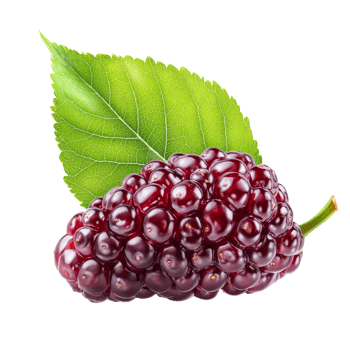 Fresh mulberry berry with vibrant green leaf isolated on a clean transparent background for culinary use, Mulberry berry with leaf isolated on transparent background png