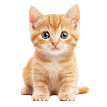 Adorable baby cat sitting on a transparent background, showcasing its playful personality and charm, baby cat on transparent background png