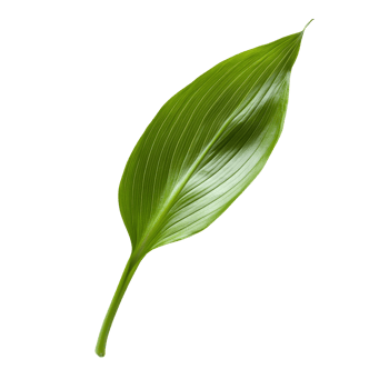A single green lily leaf on a clean transparent background showcasing its natural beauty and intricate details, green lily leaf on transparent backgroundfile png