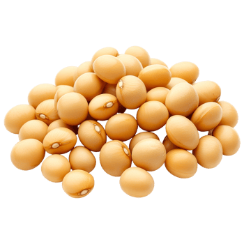 Freshly harvested soybeans isolated on a transparent background showcasing their natural color and texture, Soybeans isolated png