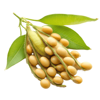 Fresh soybeans with green leaves isolated on a bright transparent background, showcasing their natural color and shape, Soybean isolated on transparent background png