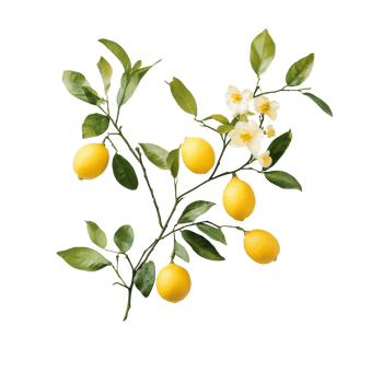 Fresh lemons on a branch with vibrant leaves against a transparent background showcasing natural beauty, Branch with Fresh Lemons on transparent background png