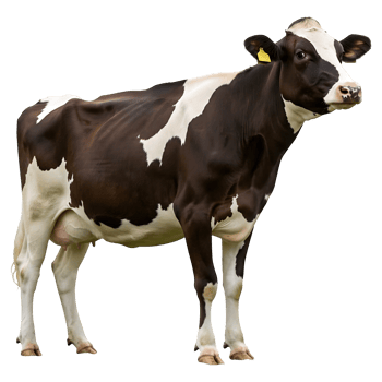 Brown and white dairy cow standing png