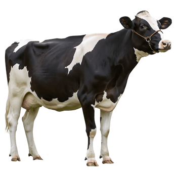 Black and white dairy cow stands png