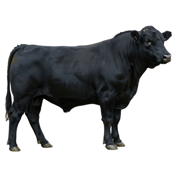 Majestic Black Bull Stands Proudly Alone png