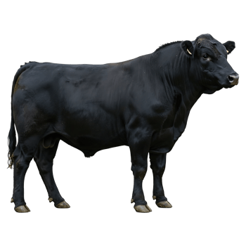 Majestic Black Bull Standing Proudly Alone png