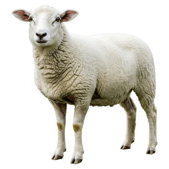 Gentle Fleece, Standing White Sheep Portrait png