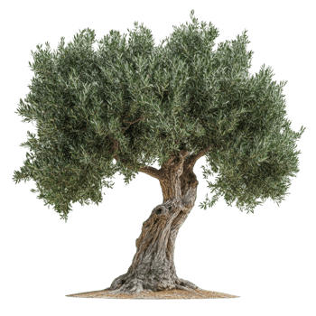 An olive tree standing alone on a transparent background, showcasing its unique twisted trunk and lush foliage, Olive tree isolated on transparent background png