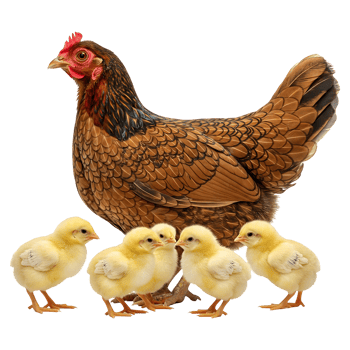 Studio Shot of a Hen with Baby Chicks Together Image png