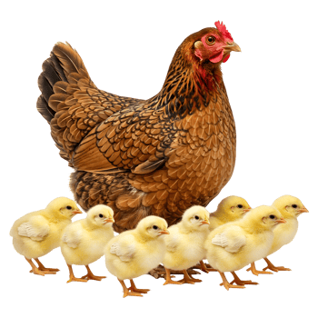 Brown Hen with Yellow Chicks on Transparent Background Isolated png