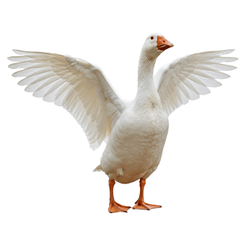 Majestic White Goose Spreads Wide Wings png