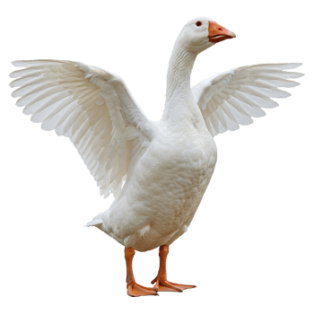 White Goose Spreading Wings on Transparent Background Isolated Image png