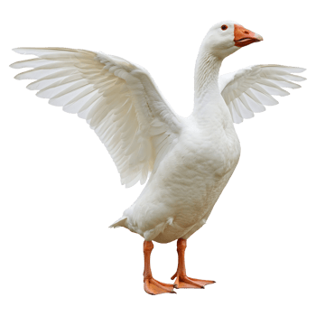 Majestic White Goose Spreads Its Wings png