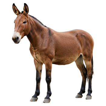 Full Body Portrait of a Mule with Dark Legs Visible png