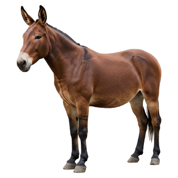 Robust Chestnut Mule Standing Proudly png