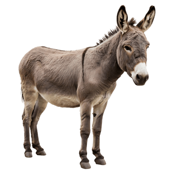 A Gentle Donkey Stands Serene and Calm png