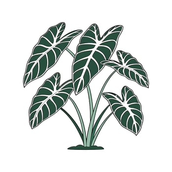 Alocasia Greenery on White vector