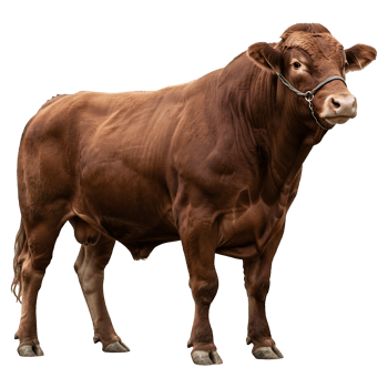 Robust Brown Bull, Muscled and Majestic png