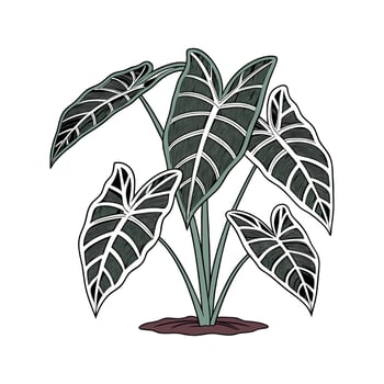 Elegant Alocasia Plant Unique Illustration vector